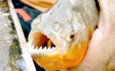 ‘Ojo con las palometas cuando te metas en el río Paraná’