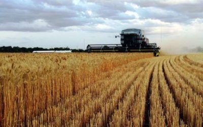 BCR estimó «importante caída» en la cosecha de trigo 2015/16