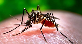 Confirman en Santa Fe 81 casos de Dengue, pero ninguno de Zika