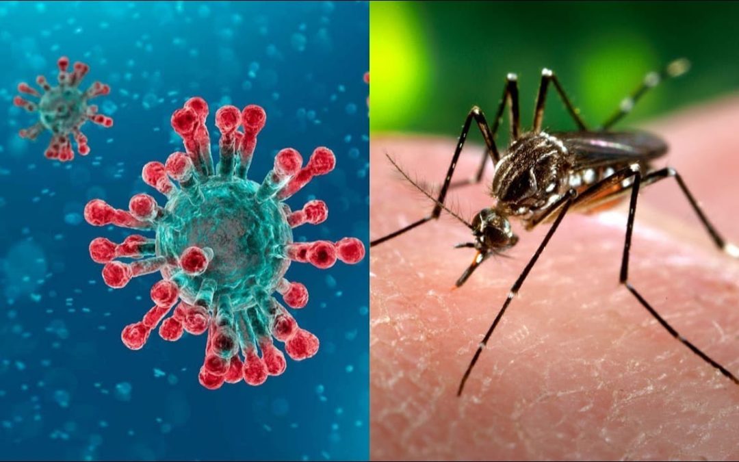 Introspecciones: Una guerra de dos frentes con el Dengue y el Coronavirus