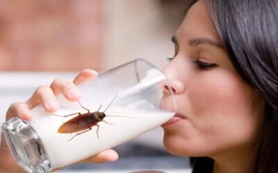 El futuro alimentario del orbe, las hambrunas y la alternativa de la leche de cucarachas