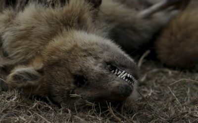 Desastre ecológico y mortandad casi total de la fauna causó quema de pastizales en el Delta del Paraná
