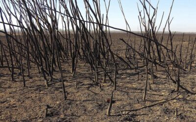 Desastre ecológico: Unas 300 mil hectáreas de los Humedales del Paraná arrasadas por los incendios