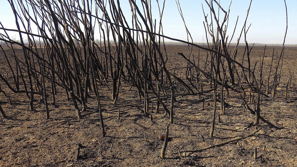 Desastre ecológico: Unas 300 mil hectáreas de los Humedales del Paraná arrasadas por los incendios