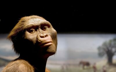 Introspecciones: ‘Lucy, la carnívora panzona’