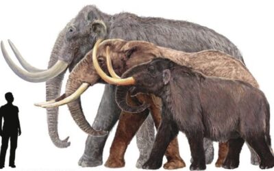 Duda acuciante: ‘Desextinguir especies o conservar las vivas’