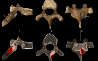 Fósiles de millones de años muestran evidencias cancerígenas