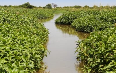 Lanzó campaña de cuidados y defensa de Humedales del Paraná la comisión multisectorial ‘Legado Deliot’