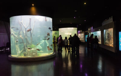 El Acuario de Rosario reabre sus puertas este fin de semana bajo un protocolo por la pandemia