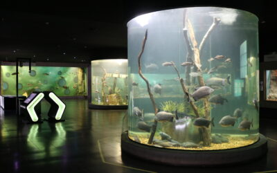 En estas vacaciones de invierno el Acuario del ‘Río Paraná’ rosarino es una alternativa para los chicos