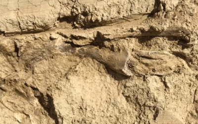 Hallaron restos fósiles de más de 10 mil años en la barranca de San Lorenzo