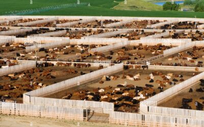 Rosgan: «De enero a noviembre, la faena bovina alcanzó los 12,3 millones de cabezas, marcando un crecimiento del 3,7% interanual»