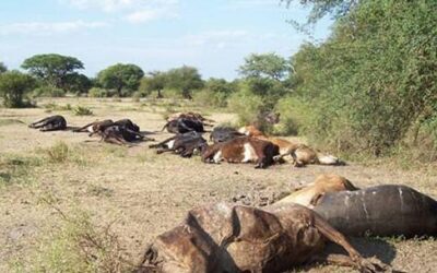 La Sociedad Rural de Rosario afirma que «el 2023 es un año perdido para el campo»