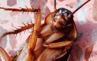 Introspecciones: ‘Las casi inmortales cucarachas y sus variantes’