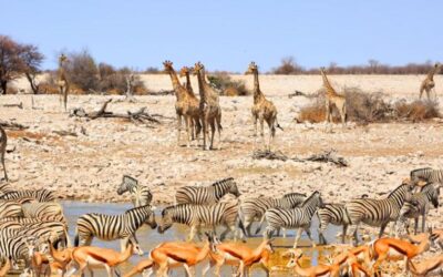 Namibia planea sacrificar más de 700 animales, incluidos elefantes e hipopótamos, y distribuir la carne