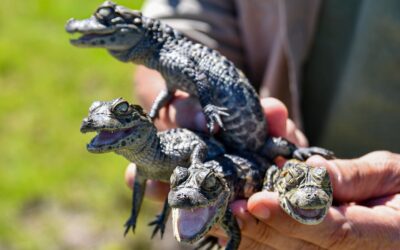 Gobierno provincial liberó más de 350 animales silvestres en su hábitat natural