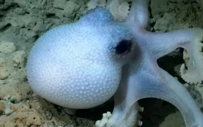 Reflexión: ‘Javier Milei y el fondo del del mar’