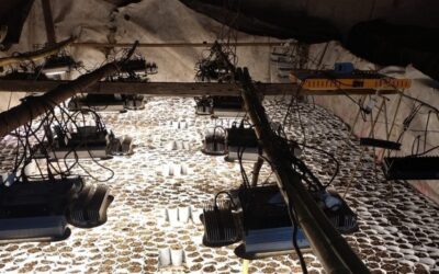 Villa Eloísa: Detuvieron a tres prófugos y descubrieron invernadero con miles de plantines de marihuana