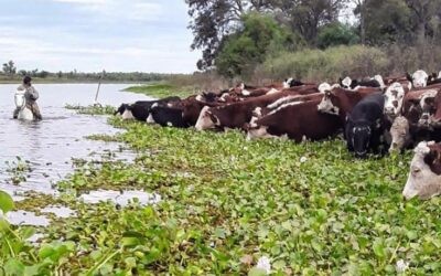 ‘El Niño’: Más del 70 por ciento de la hacienda ya fue evacuada de las islas del Paraná con ayuda del Gobierno santafesino